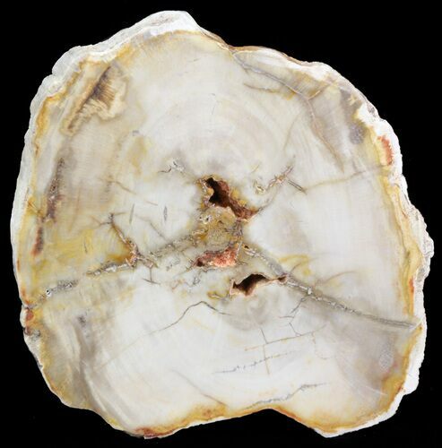Petrified Wood (Araucaria) Slice - Madagascar #41407